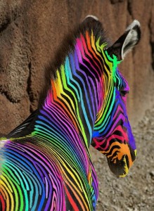 chakra zebra 2