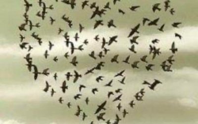 Spread your wings